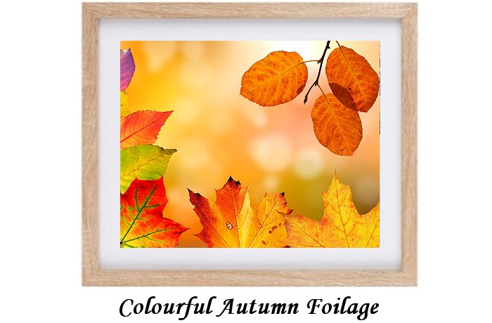 Colourful Autumn Foilage Framed Print